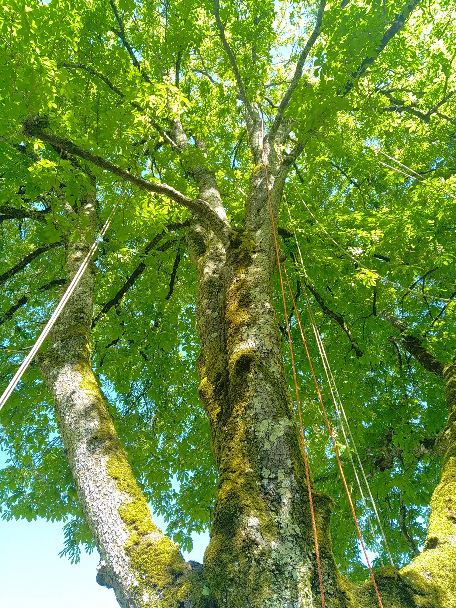 Haubanage d' arbres à Beauvoir-sur-Niort et Niort 